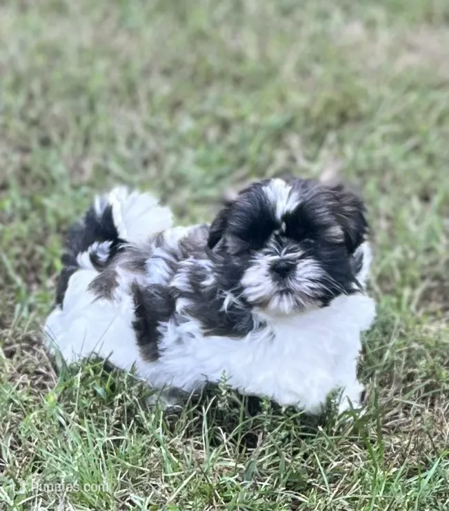 Dottie – Shih Tzu puppy for sale in Granger, IN