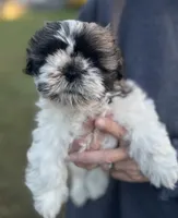 HAPPYJACK, a male Shih Tzu for sale in Granger, IN – 2 of 3