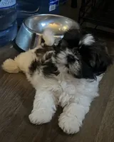 Dottie, a female Shih Tzu for sale in Granger, IN – 3 of 3