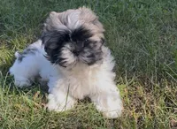 Rascal, a male Shih Tzu for sale in Granger, IN – 1 of 2