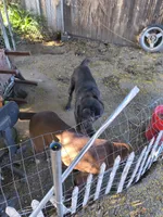 No name, a female Cane Corso for sale in Hemet, CA – 10 of 10