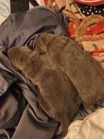 No name, a female Cane Corso for sale in Hemet, CA – 4 of 10