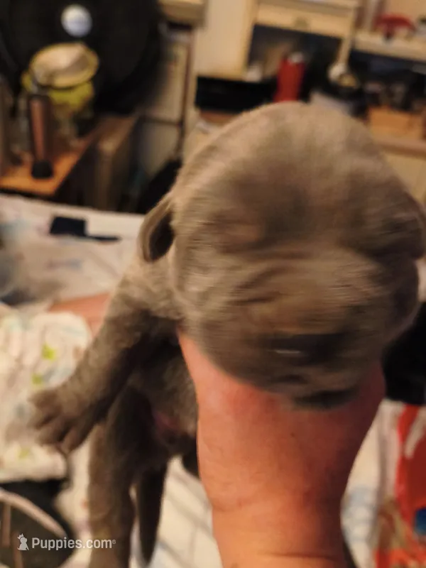 No name – Cane Corso puppy for sale in Hemet, CA