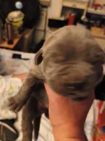 No name, a male Cane Corso for sale in Hemet, CA – 1 of 10