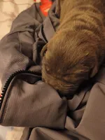 No name, a male Cane Corso for sale in Hemet, CA – 2 of 10