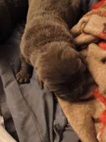 No name, a female Cane Corso for sale in Hemet, CA – 6 of 10