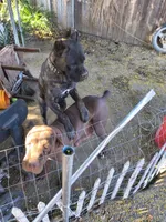 No name, a female Cane Corso for sale in Hemet, CA – 8 of 10