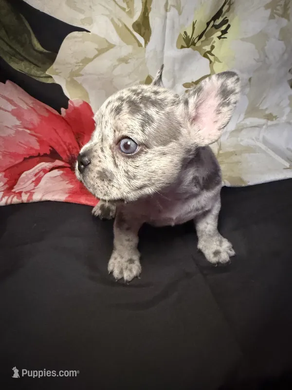 Dottie – French Bulldog puppy for sale in Waterbury, CT