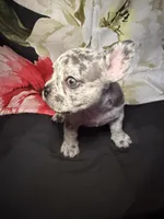 Dottie, a female French Bulldog for sale in Waterbury, CT – 1 of 4