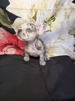 Dottie, a female French Bulldog for sale in Waterbury, CT – 3 of 4