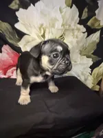 Oso (Bear) , a male French Bulldog for sale in Waterbury, CT – 3 of 3