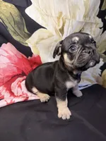 Oso (Bear) , a male French Bulldog for sale in Waterbury, CT – 2 of 3