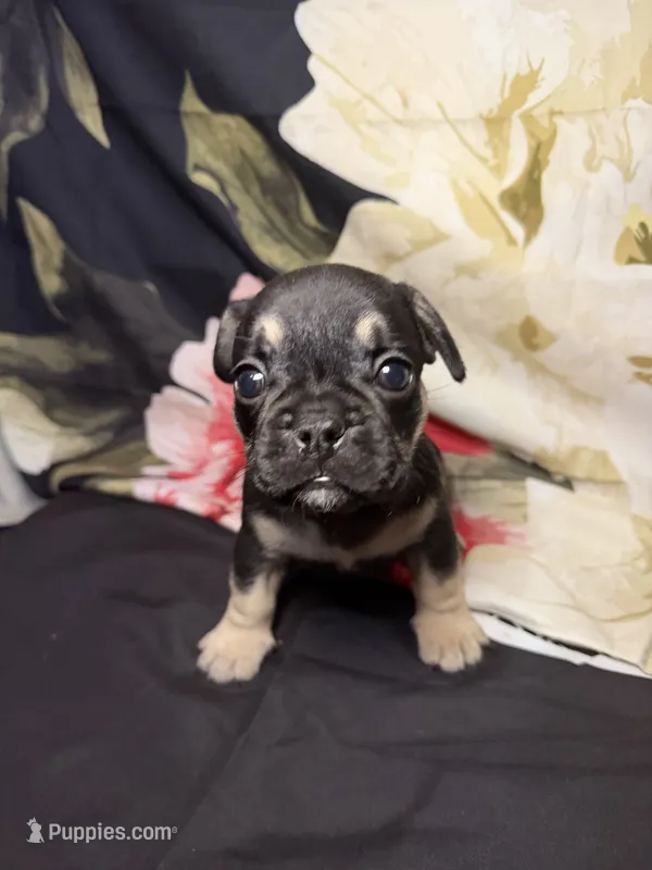 Oso (Bear)  – French Bulldog puppy for sale in Waterbury, CT