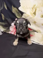 Oso (Bear) , a male French Bulldog for sale in Waterbury, CT – 1 of 3