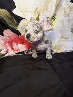 Dottie, a female French Bulldog for sale in Waterbury, CT – 4 of 4