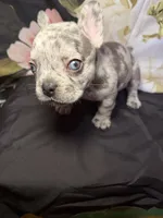 Dottie, a female French Bulldog for sale in Waterbury, CT – 2 of 4
