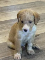 May, a female Goldendoodle and Labrador Retriever for sale in Hampstead, NC – 1 of 3