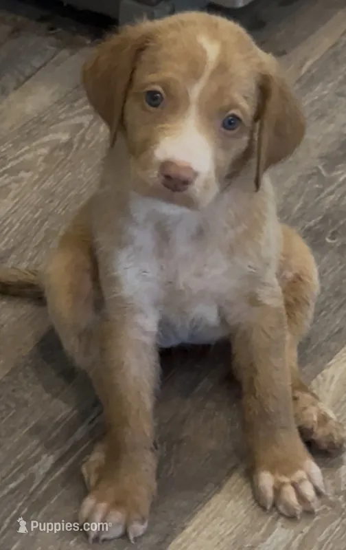 Casey – Goldendoodle, Labrador Retriever puppy for sale in Hampstead, NC