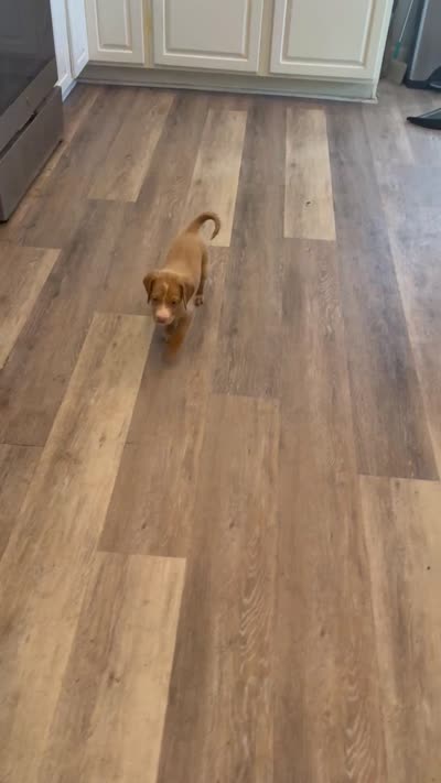 Casey, a female Goldendoodle and Labrador Retriever for sale in Hampstead, NC – 3 of 4