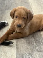 Tank, a male Goldendoodle and Labrador Retriever for sale in Hampstead, NC – 1 of 3