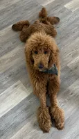 Shadow, a male Goldendoodle and Labrador Retriever for sale in Hampstead, NC – 2 of 3