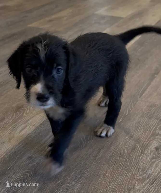 Scruffy  – Goldendoodle, Labrador Retriever puppy for sale in Hampstead, NC