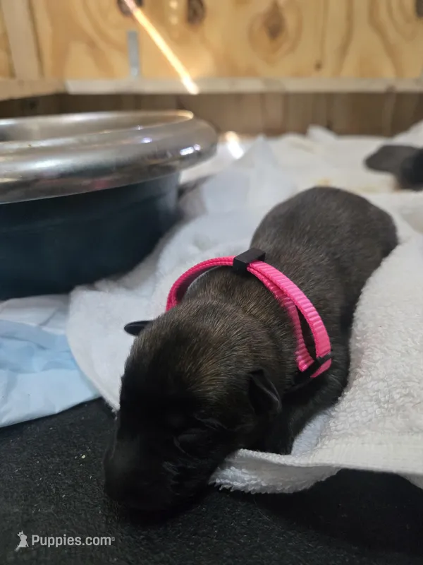 Puppy #6 – Belgian Malinois puppy for sale in Waco, TX