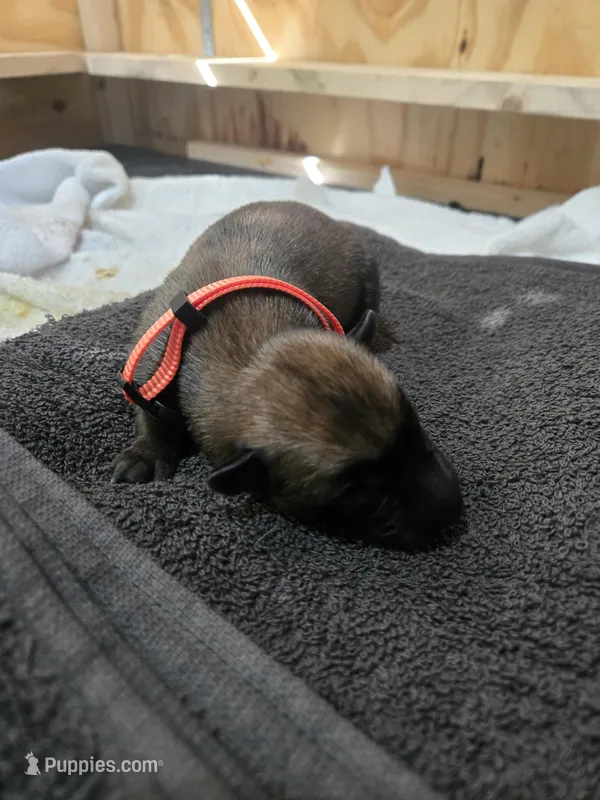 Puppy #4 – Belgian Malinois puppy for sale in Waco, TX