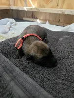 Puppy #4, a female Belgian Malinois for sale in Waco, TX – Photo 1 of 3