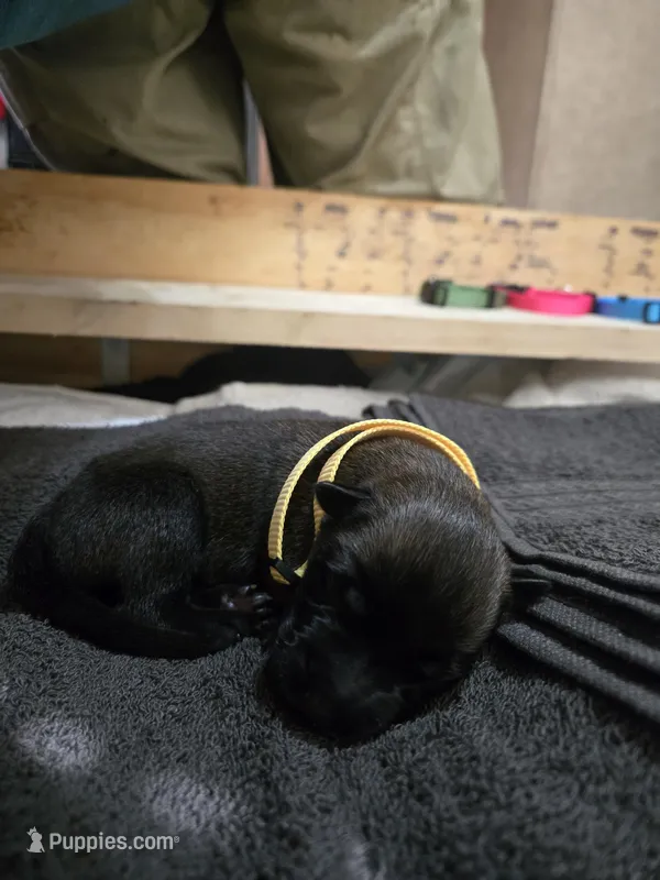 Puppy #1 – Belgian Malinois puppy for sale in Waco, TX