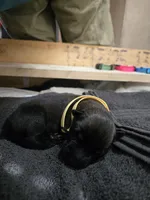 Puppy #1, a female Belgian Malinois for sale in Waco, TX – Photo 1 of 4