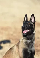 Puppy #1, a female Belgian Malinois for sale in Waco, TX – Photo 2 of 4