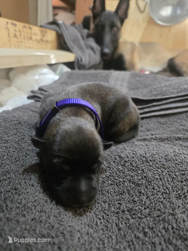 Puppy #5 – Belgian Malinois puppy for sale in Waco, TX