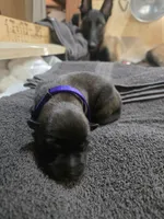 Puppy #5, a female Belgian Malinois for sale in Waco, TX – Photo 1 of 3