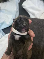 Puppy #3, a male Belgian Malinois for sale in Waco, TX – Photo 1 of 3