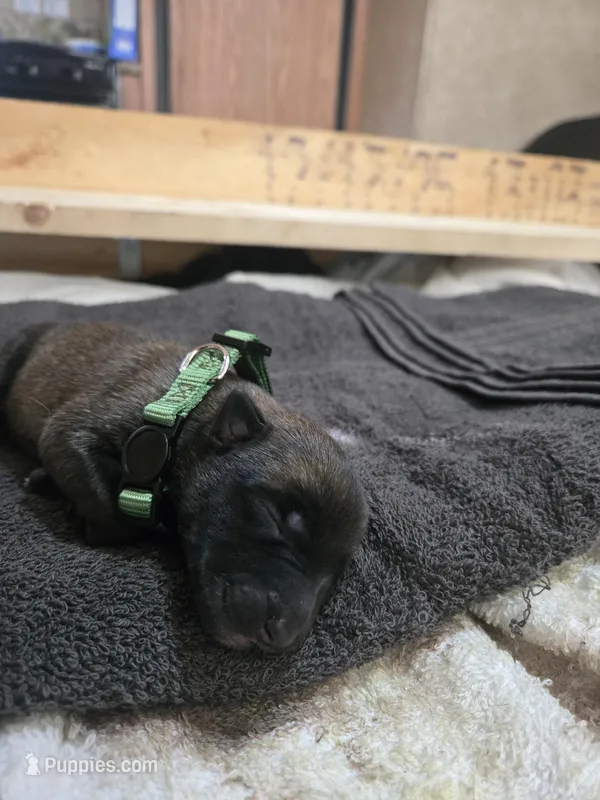 Puppy #9 – Belgian Malinois puppy for sale in Waco, TX