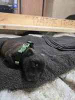 Puppy #9, a female Belgian Malinois for sale in Waco, TX – Photo 1 of 3