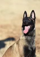 Puppy #7, a female Belgian Malinois for sale in Waco, TX – Photo 2 of 3