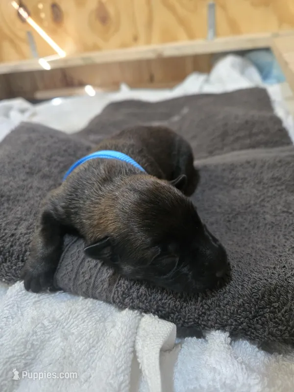 Puppy #7 – Belgian Malinois puppy for sale in Waco, TX