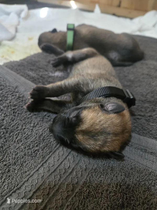 Puppy #2 – Belgian Malinois puppy for sale in Waco, TX