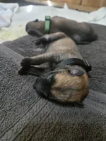 Puppy #2, a male Belgian Malinois for sale in Waco, TX – Photo 1 of 3