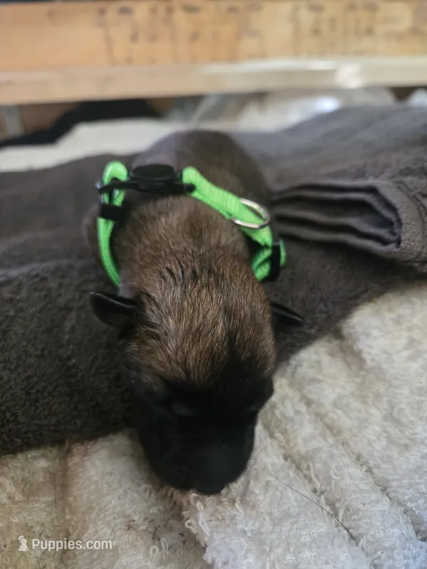 Puppy #8 – Belgian Malinois puppy for sale in Waco, TX