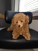 Lilly AKC, a female Poodle - Toy  for sale in Harrisburg, NC – 4 of 7