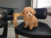 Lilly AKC, a female Poodle - Toy  for sale in Harrisburg, NC – 2 of 7