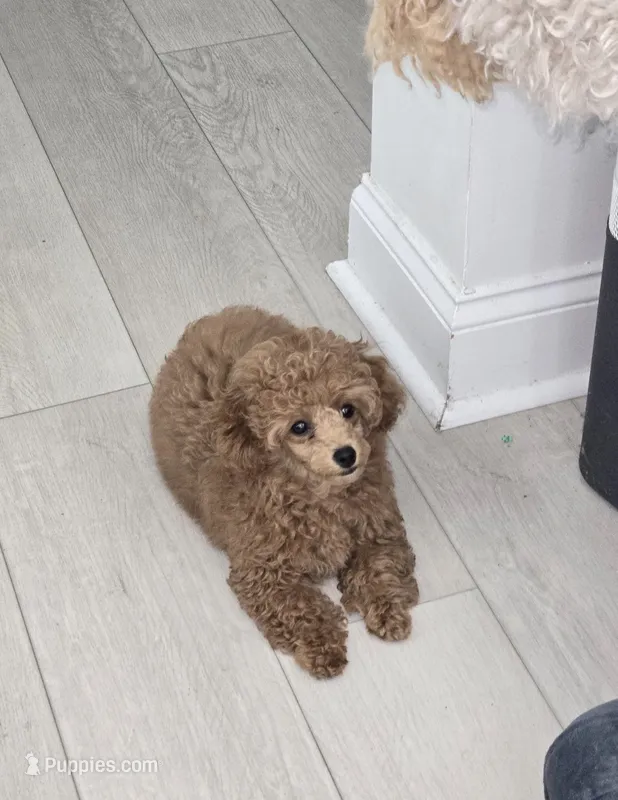 Lilly AKC – Poodle - Toy  puppy for sale in Harrisburg, NC