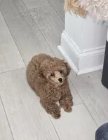 Lilly AKC, a female Poodle - Toy  for sale in Harrisburg, NC – 1 of 7