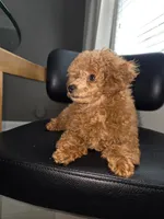 Lilly AKC, a female Poodle - Toy  for sale in Harrisburg, NC – 5 of 7