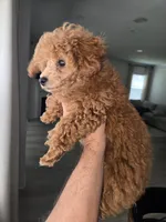 Lilly AKC, a female Poodle - Toy  for sale in Harrisburg, NC – 3 of 7