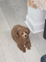 Lilly AKC, a female Poodle - Toy  for sale in Harrisburg, NC – 6 of 7