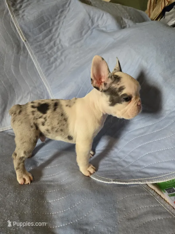 Franky – French Bulldog puppy for sale in Oklahoma City, OK